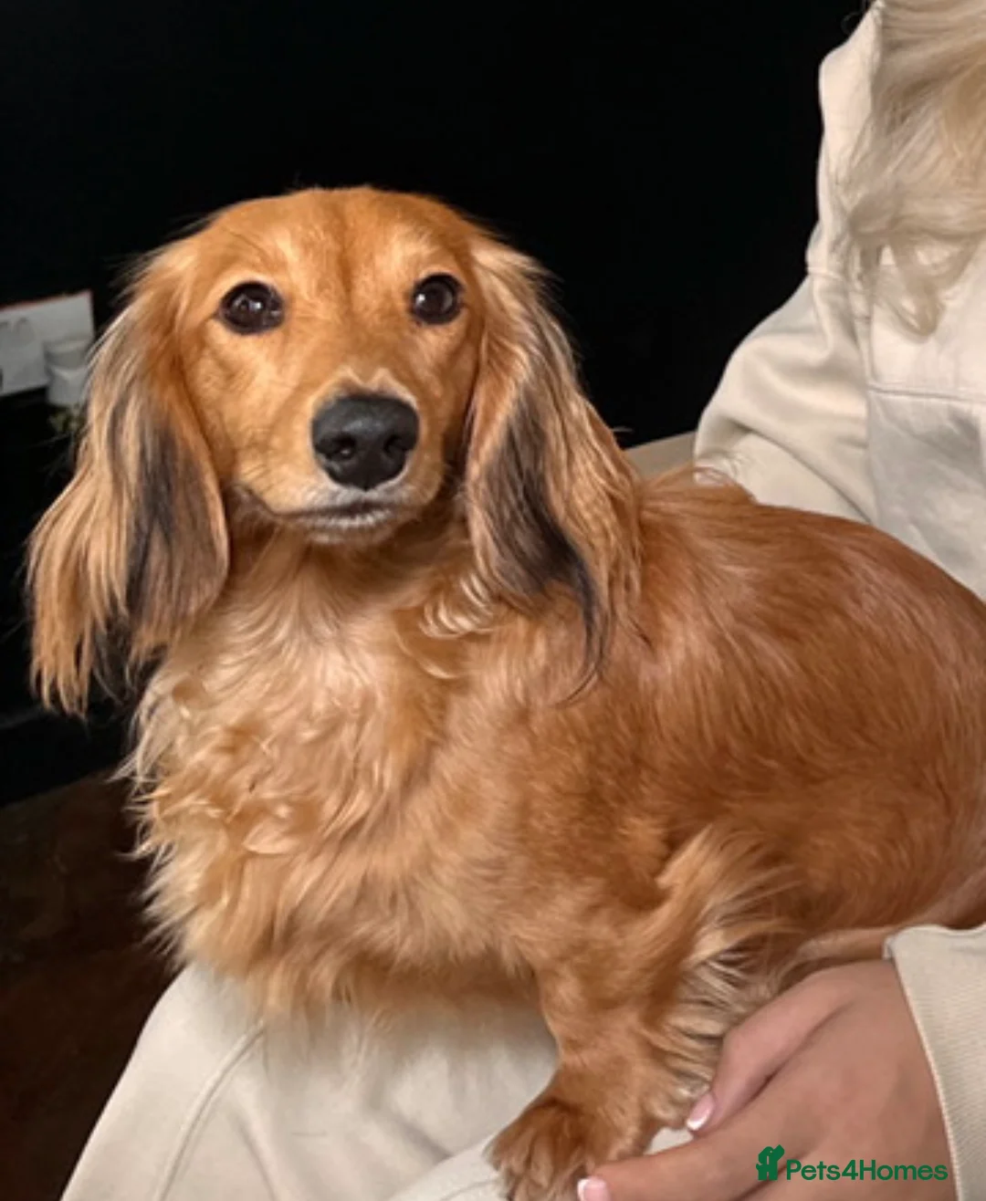 Miniature Dachshund dogs for sale: Long haired miniature dachshunds - Advert 2