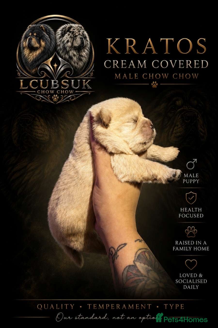 Chow Chow dogs TAN POINT CHOW CHOWS - Advert 2