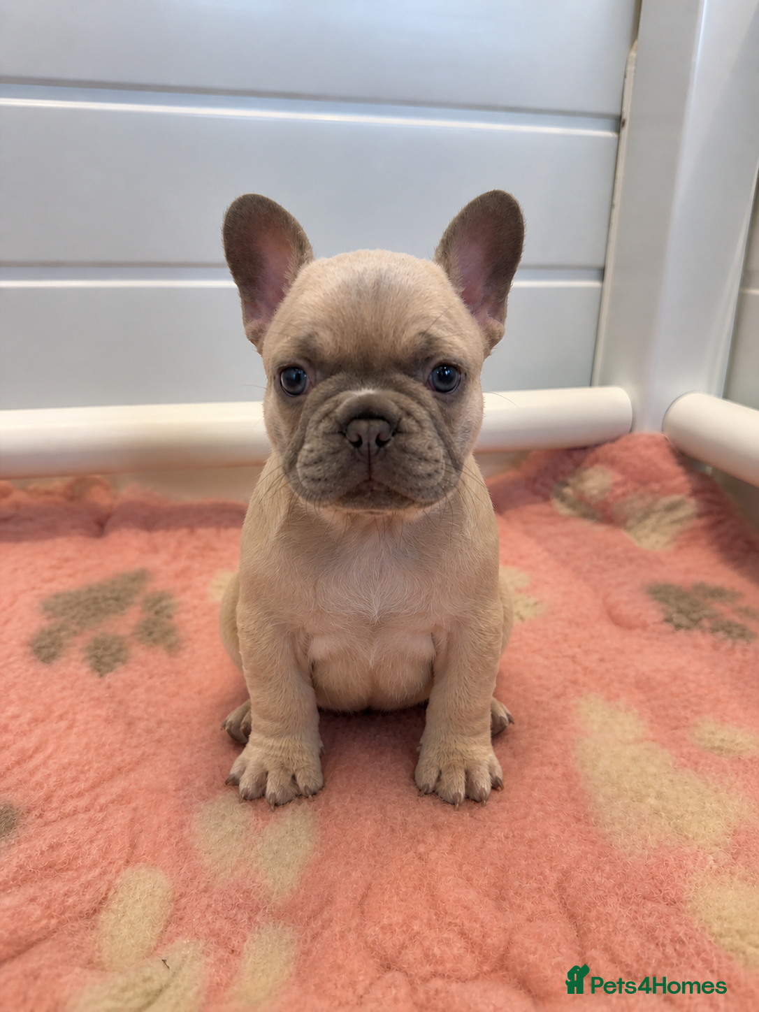 French Bulldog dogs for sale: Last Girl Remaining 🐶  KC Registered ! - Advert 19