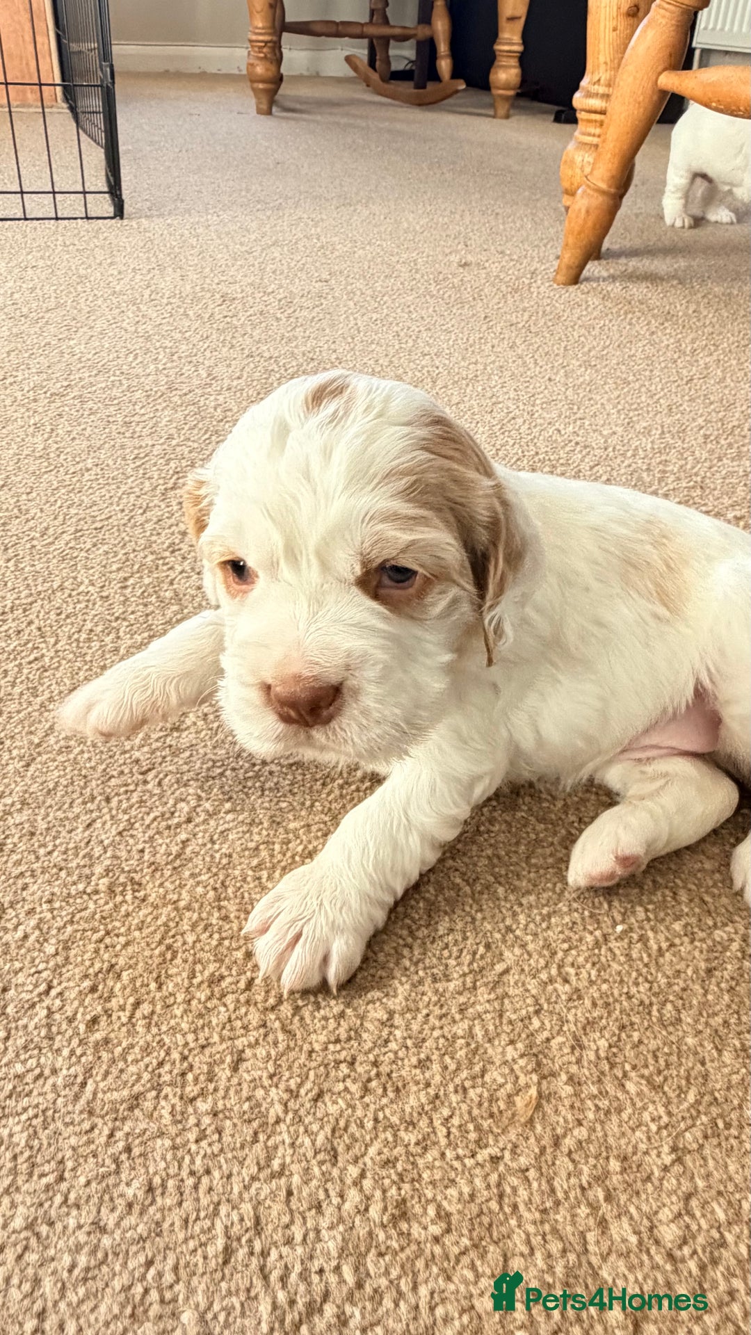 Clumber Spaniel dogs for sale: Clumber Spaniel Puppies For Sale  - Advert 19
