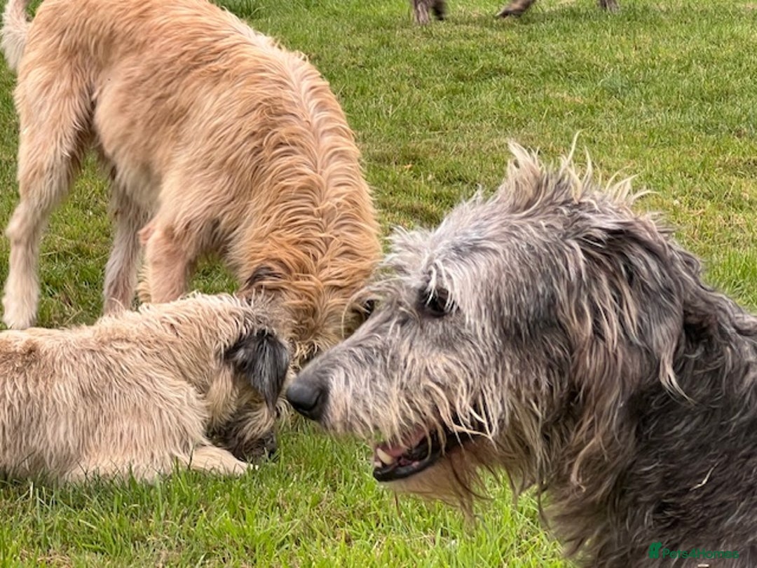 Irish Wolfhound dogs for sale: FEMALE IRISH WOLFHOUND PUPPIES FOR SALE - Image 7