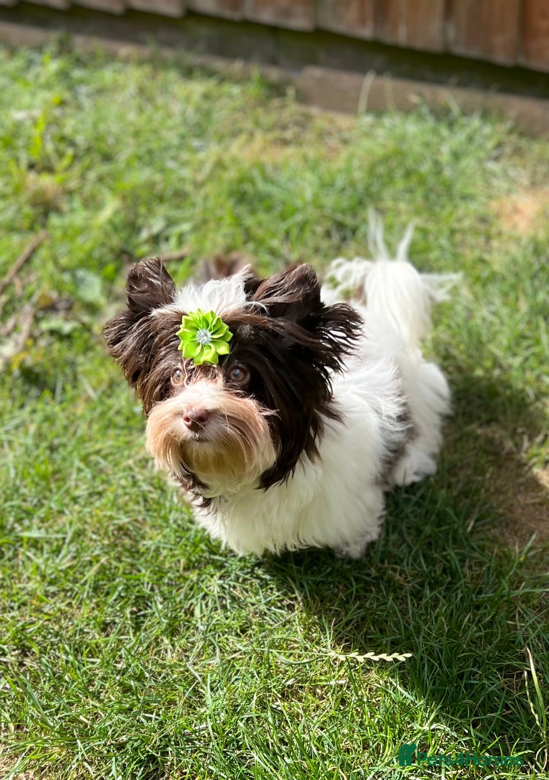 Yorkshire Terrier dogs for sale: Dropped price!!! Tiny Boy !!! Pedigrees !!! in Coventry - Image 3