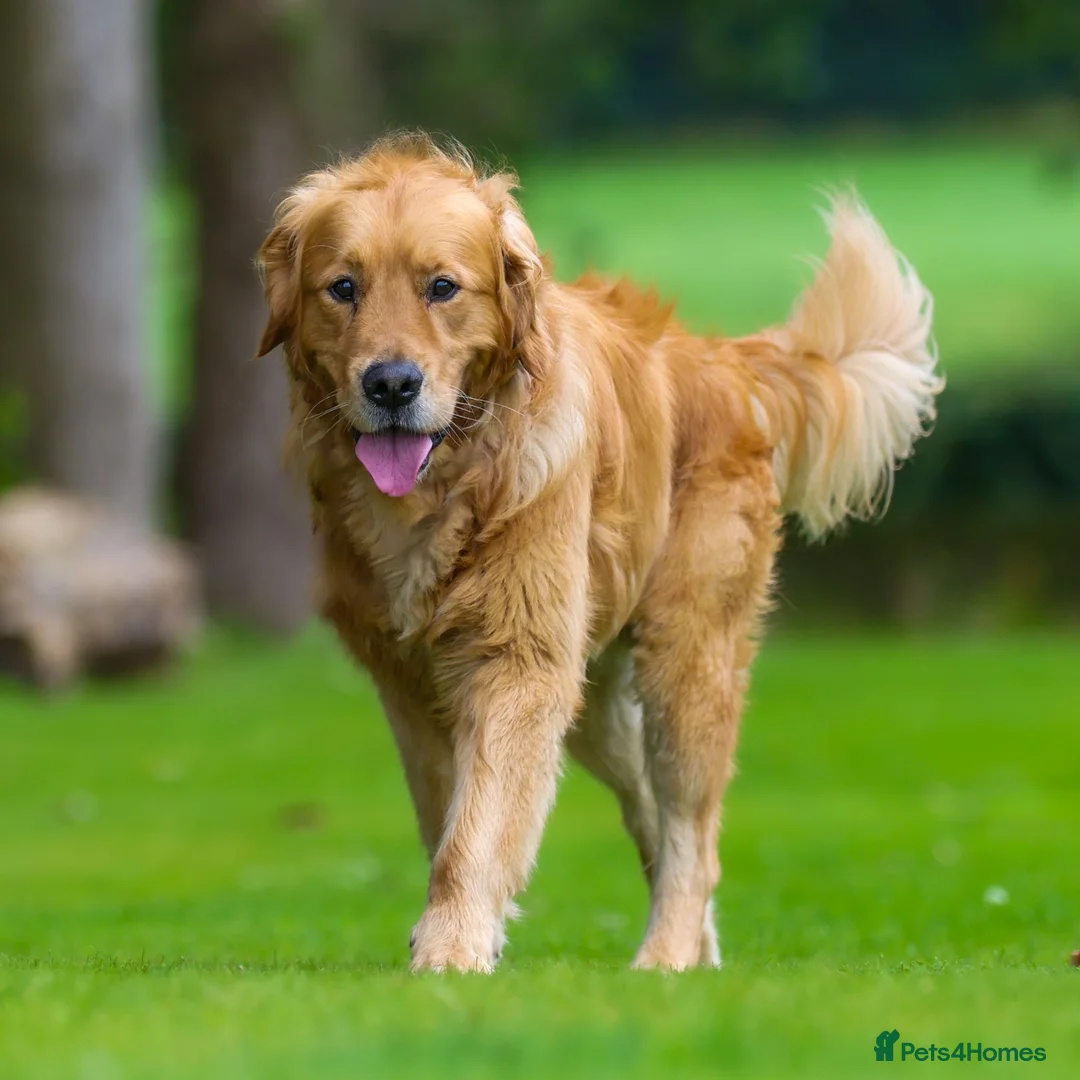 Golden Retriever dogs for sale: REX is looking for a new home in Lancaster - Advert 1