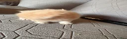 Persian cats for sale: Gorgeous persian kittens - Advert 13
