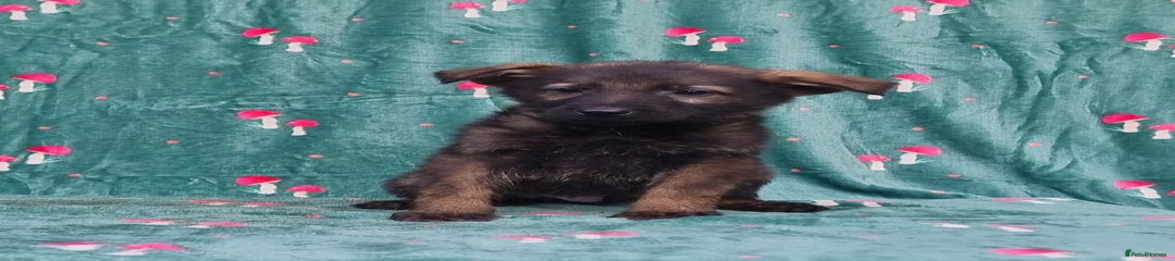 German Shepherd Puppy 2