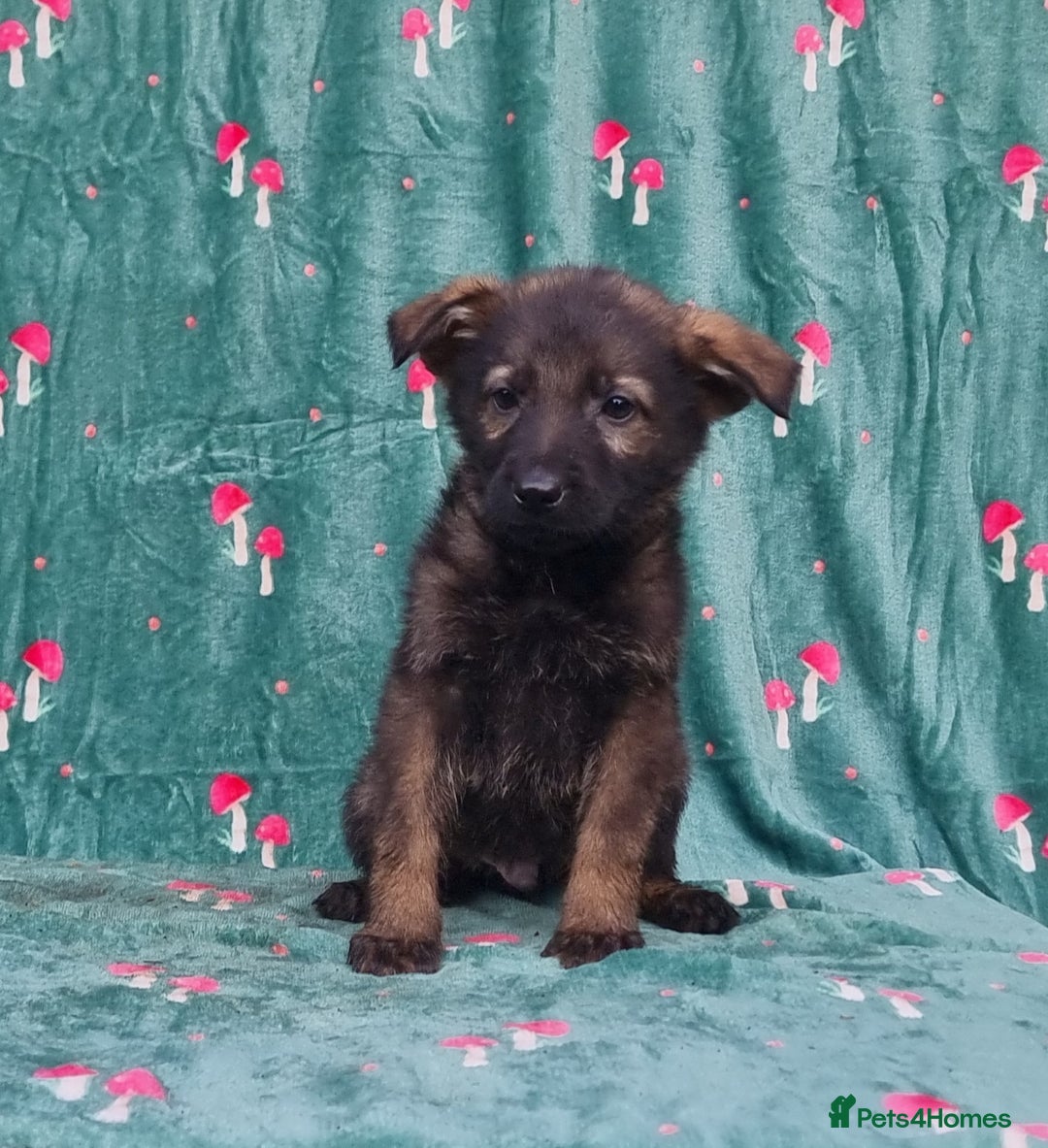 German Shepherd dogs for sale: German Shepherd Puppies - Image 15