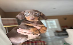 Miniature Dachshund dogs for sale: 🩷 Adorable Miniature Dachshund Puppies💙 - Image 7