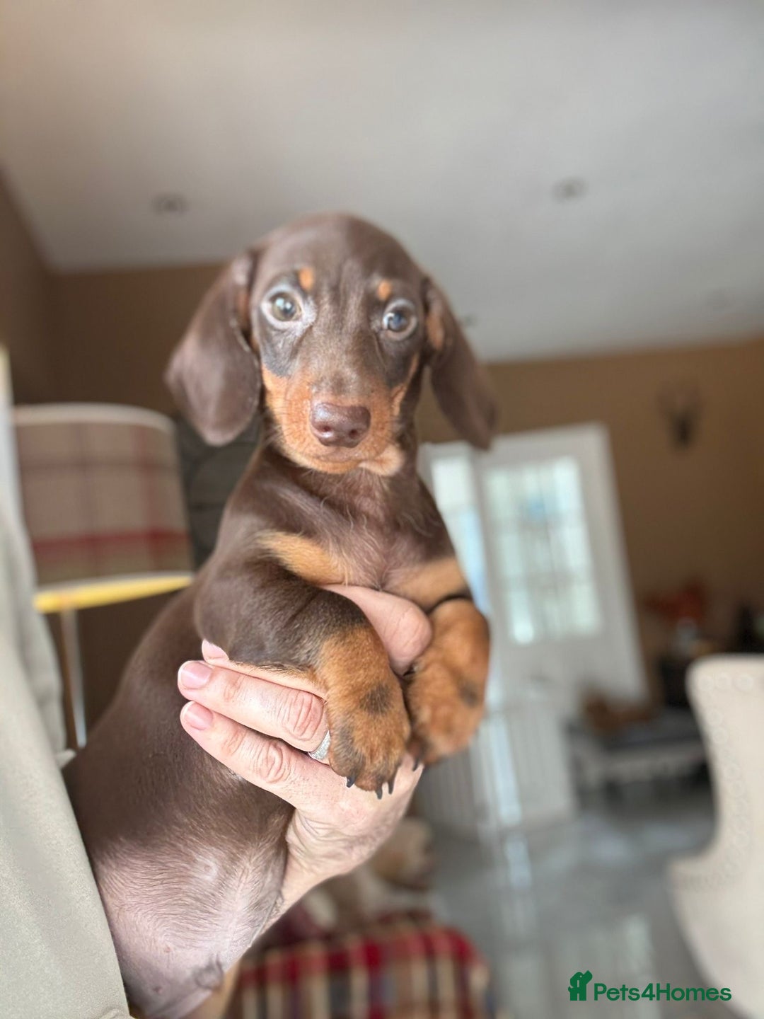 Miniature Dachshund dogs for sale: 🩷 Adorable Miniature Dachshund Puppies💙 - Image 7