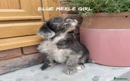 Mixed Breed dogs for sale: 🤎 BABY POOGLES (beagleXminiature poodle)🤎 in Rhayader - Image 9