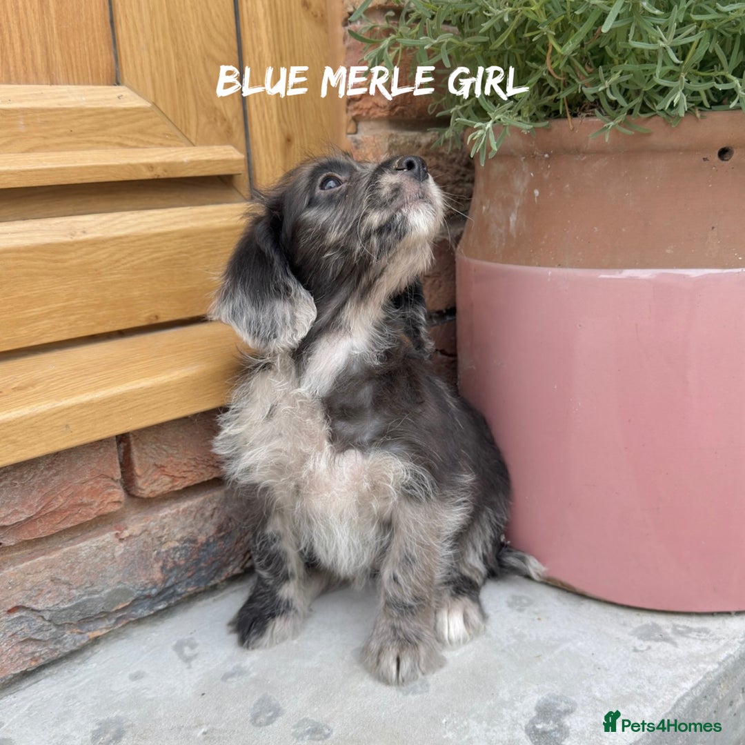 Mixed Breed dogs for sale: 🤎 BABY POOGLES (beagleXminiature poodle)🤎 in Rhayader - Image 9