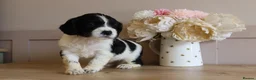 English Springer Spaniel dogs for sale: Beautiful English Springer spaniel pups - Advert 15