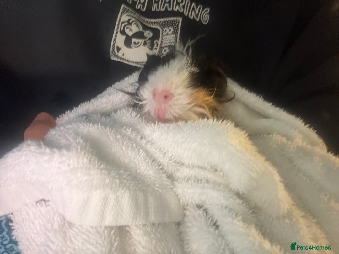 Guinea Pig rodents for sale: 2 male guinea pigs  - Advert 2