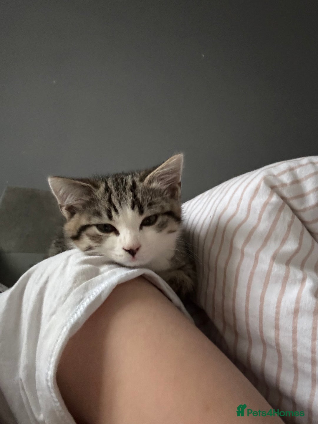 Mixed Breed cats for sale: 9 week male kitten  - Image 4