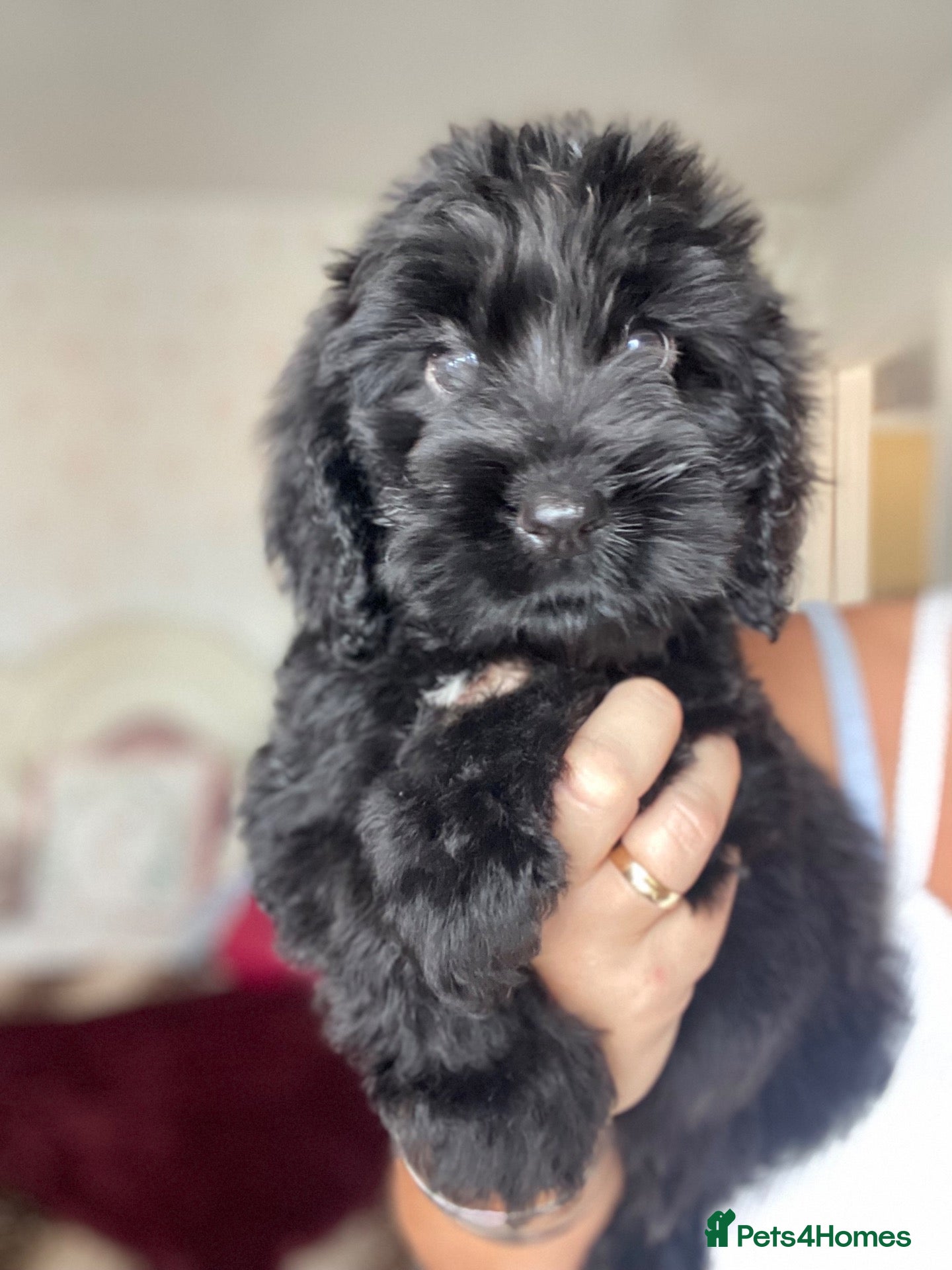 Cockapoo dogs 💕 cockapoo pups 💕 - Advert 8