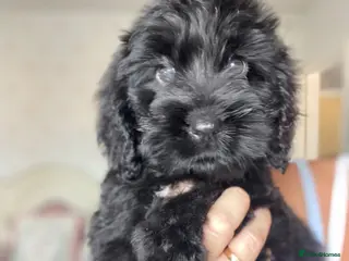Cockapoo dogs 💕 cockapoo pups 💕 - Advert 8