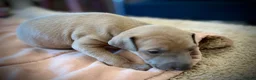 Italian Greyhound dogs for sale: KC Registered Italian Greyhound Girl Puppies - Advert 22
