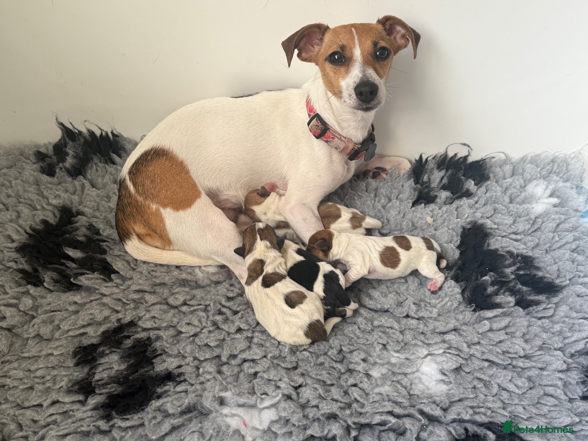 Jack Russell dogs Gorgeous Jack Russell Puppies - Advert 5