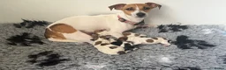 Jack Russell dogs for sale: Gorgeous Jack Russell Puppies - Advert 1