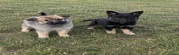 German Shepherd dogs for sale: German shepherd puppies in Waltham Cross - Advert 3