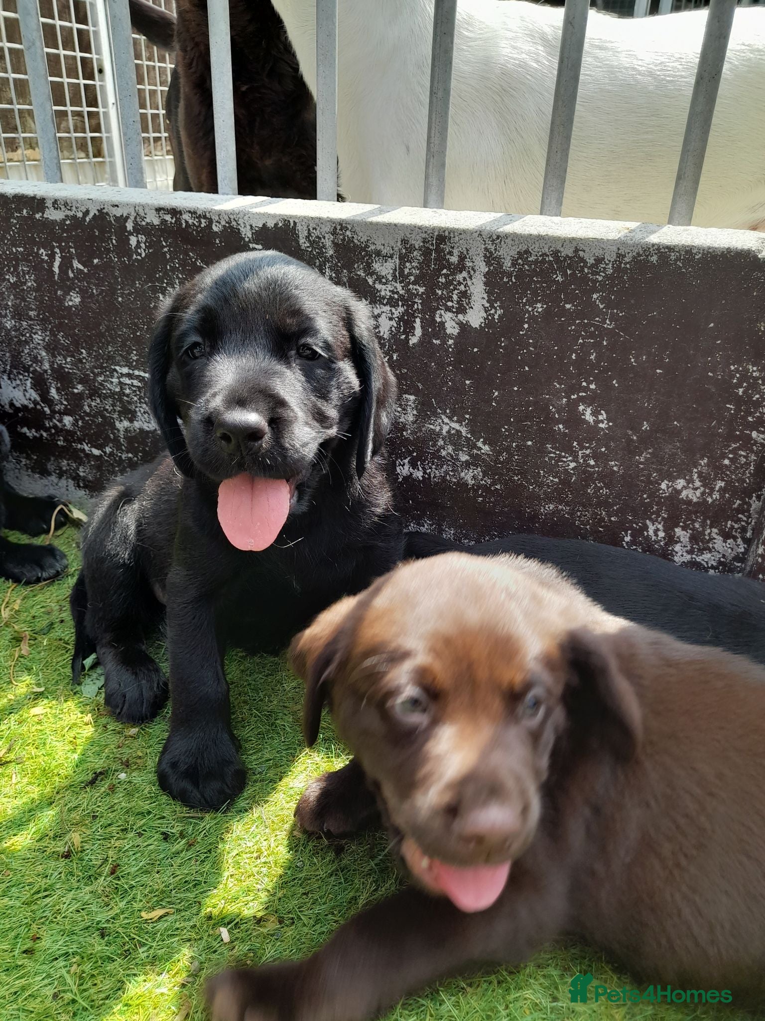 Cockerdor dogs Strong, Healthy Cockerdor Puppies - Advert 1