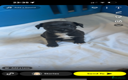 Jack Russell dogs for sale: Jack Russell Pups  - Image 3