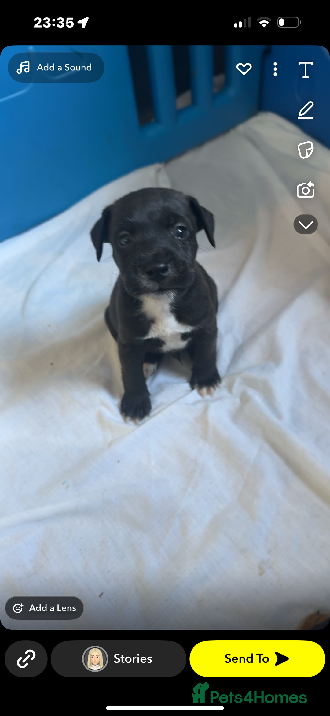 Jack Russell dogs for sale: Jack Russell Pups  - Image 3