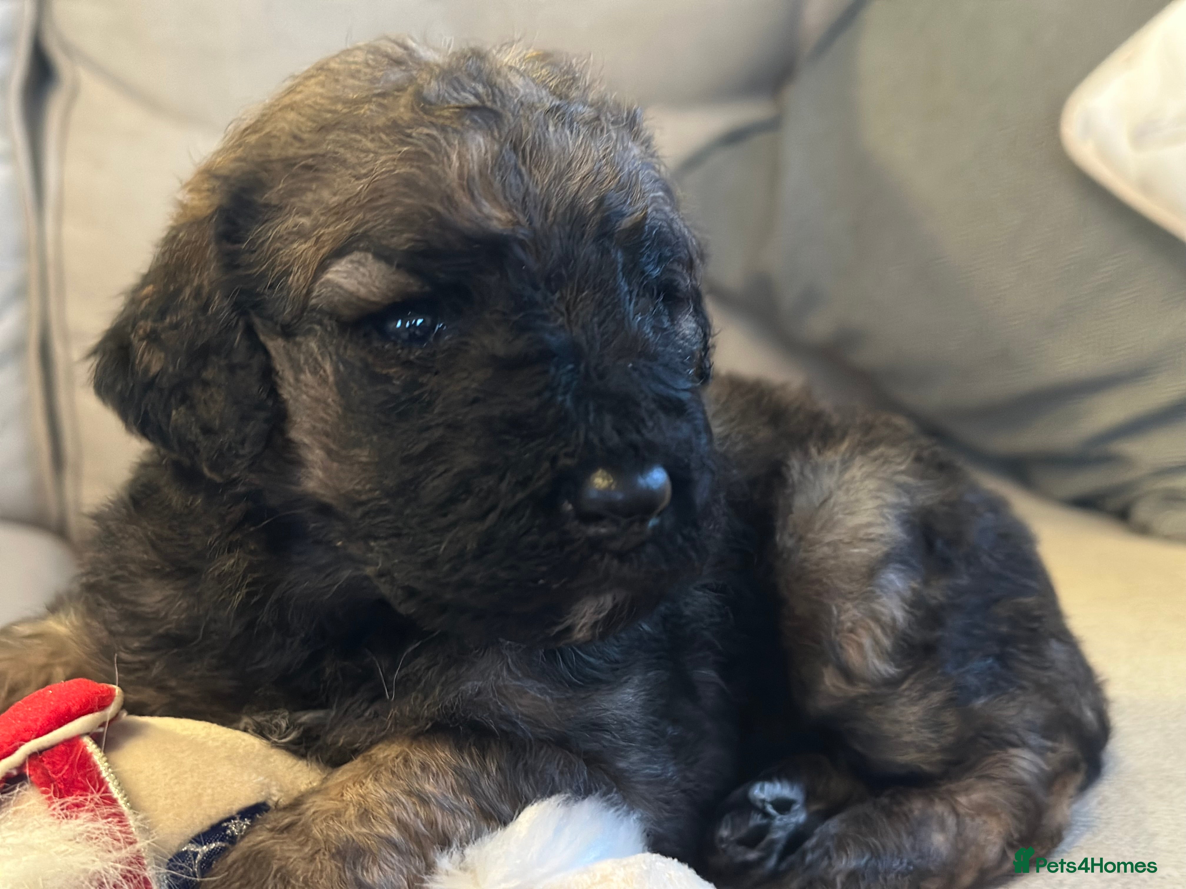 Mixed Breed dogs F1B STANDARD PRA CLEAR STBERNADOODLE - Advert 17