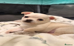 Chihuahua dogs for sale: Chihuahua boys / males  - Image 5