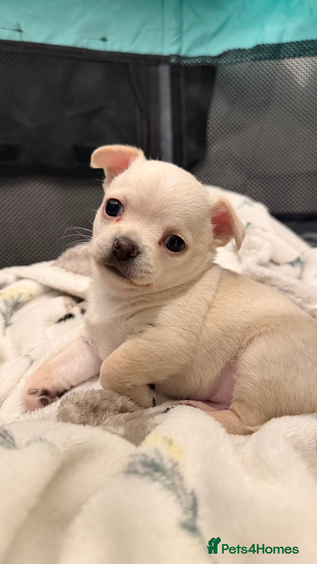 Chihuahua dogs for sale: Chihuahua boys / males  - Image 5