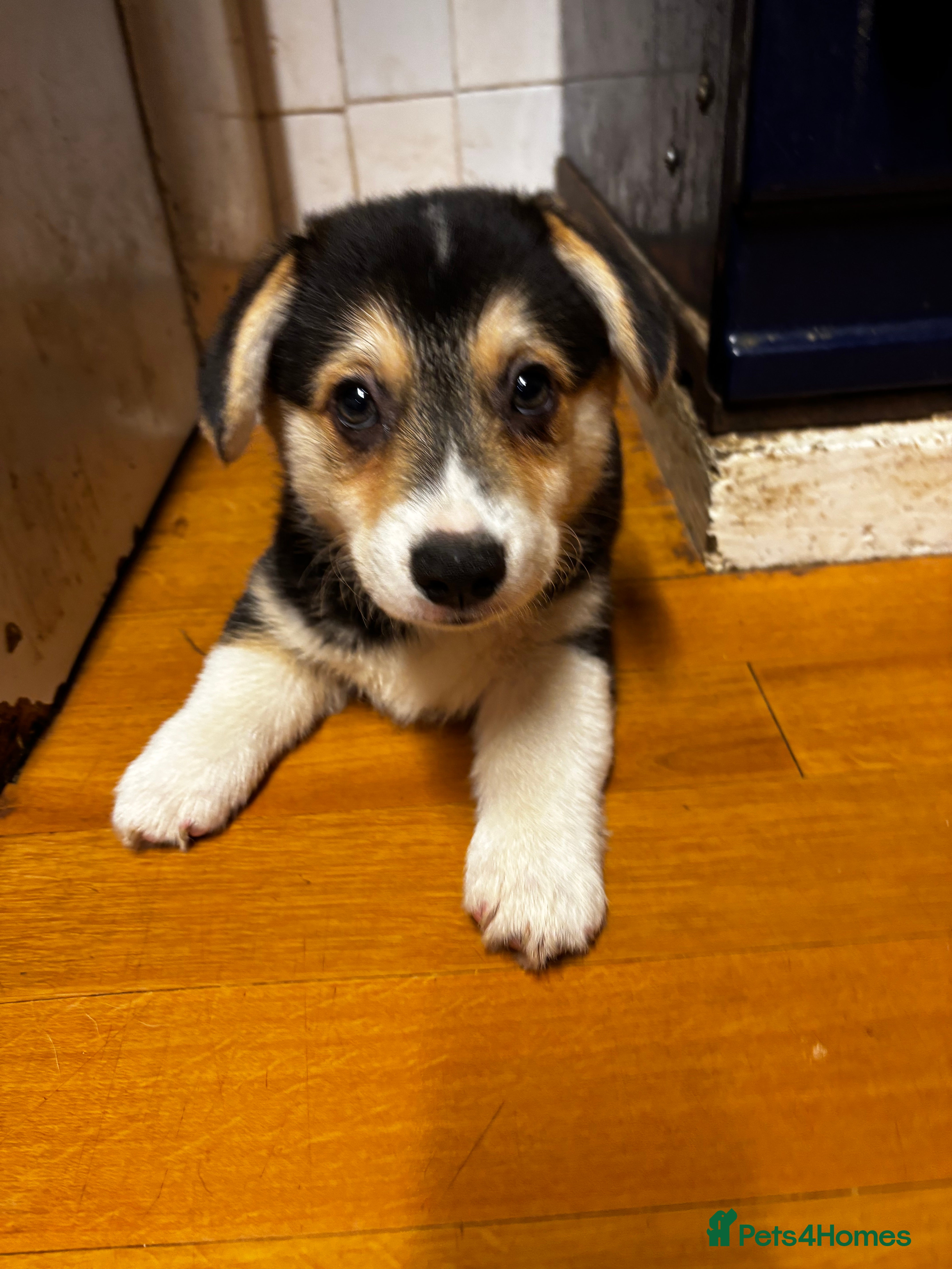 Welsh Corgi Pembroke dogs KC Registered Pembroke Welsh Corgi Puppies - Advert 2