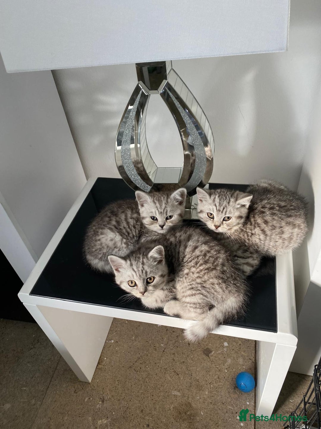 British Shorthair cats for sale: Pedigree silver spotted kittens - Image 1