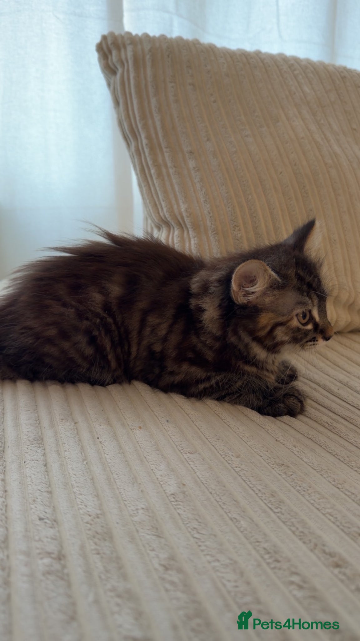 Mixed Breed cats for sale: One female kitten left  - Advert 3