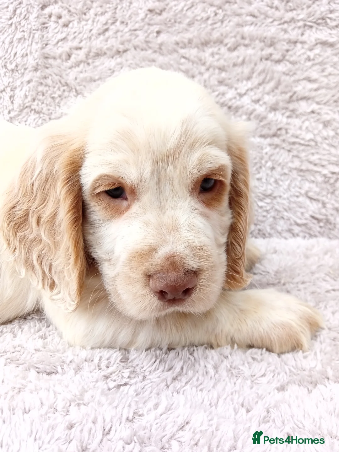 Cocker Spaniel dogs for sale: Cocker spaniel puppies. - Advert 3