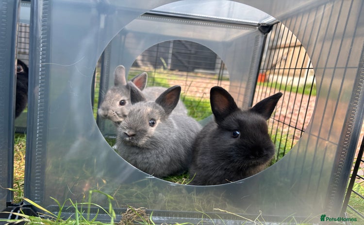 Netherland Dwarf rabbits - Advert 6