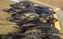 German Shepherd dogs for sale: German Shepherd Puppies For Sale - Image 8