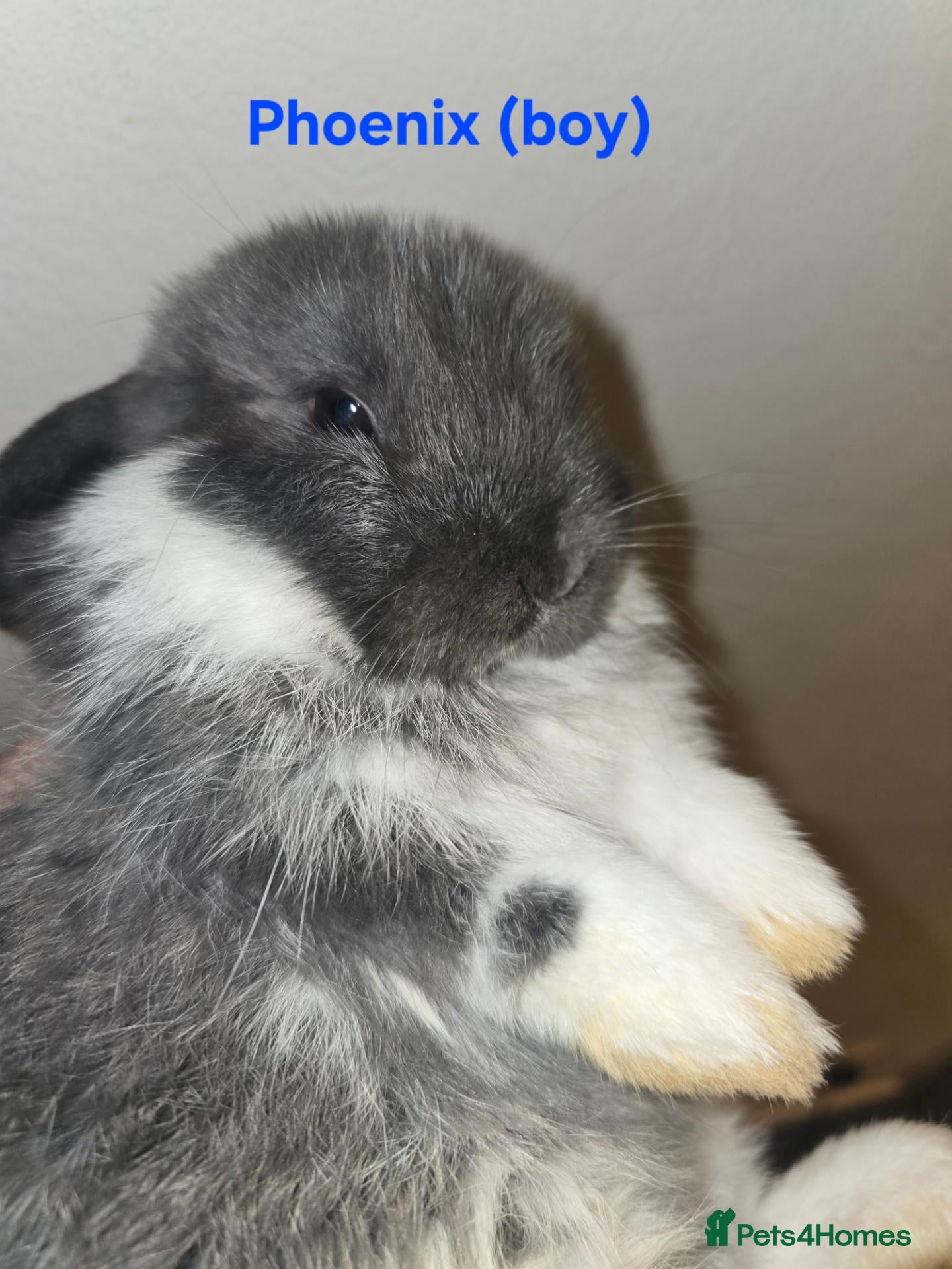 Mini Lop rabbits Mini lop babies x2 boys - Advert 2