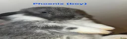 Mini Lop rabbits for sale: Mini lop babies x2 boys - Advert 2