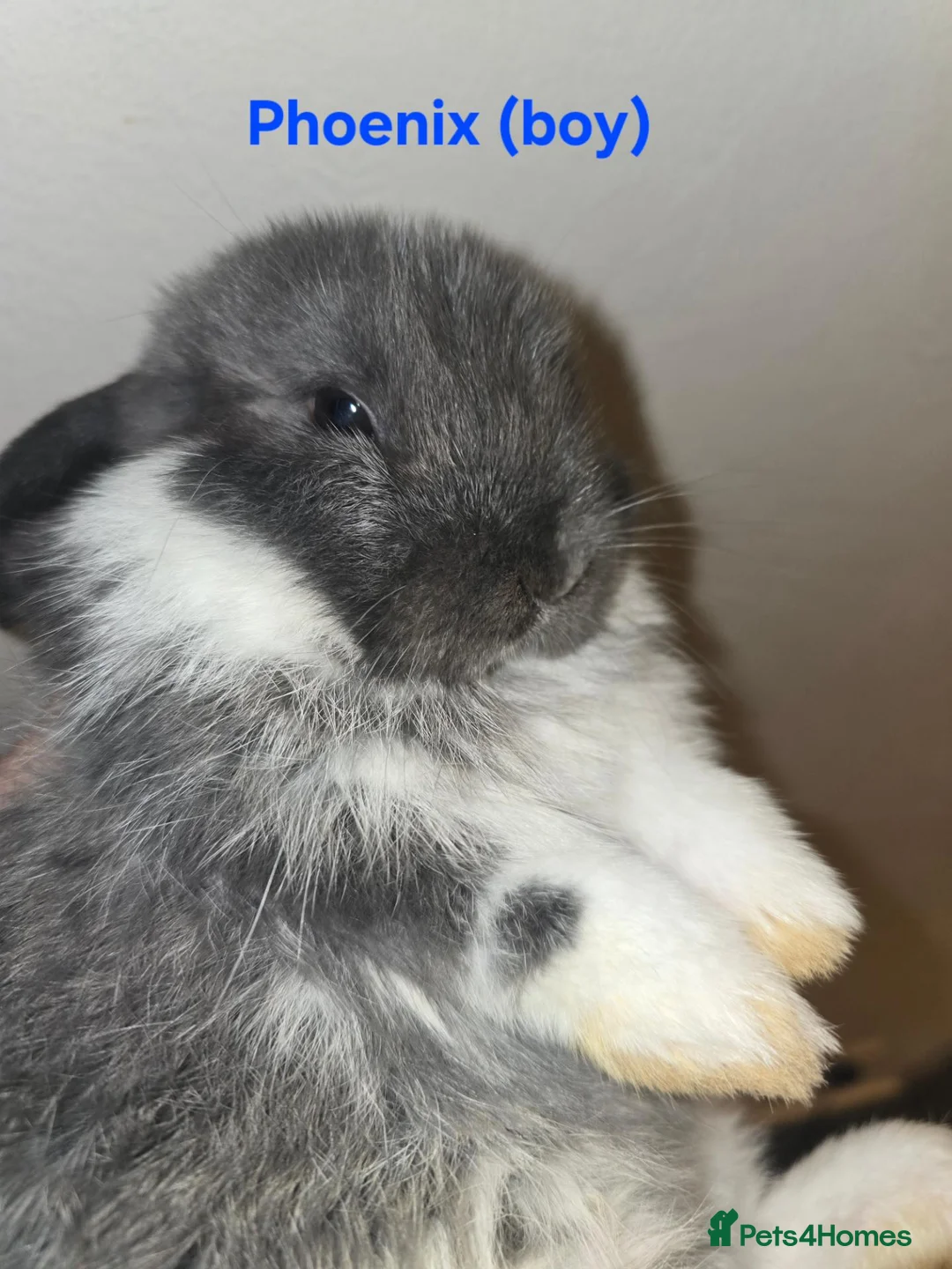 Mini Lop rabbits for sale: Mini lop babies x2 boys - Advert 2