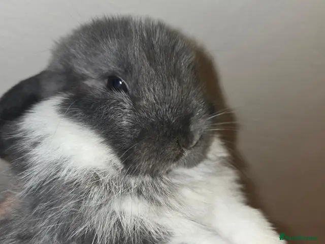 Mini Lop rabbits for sale: Mini lop babies x2 boys - Advert 2