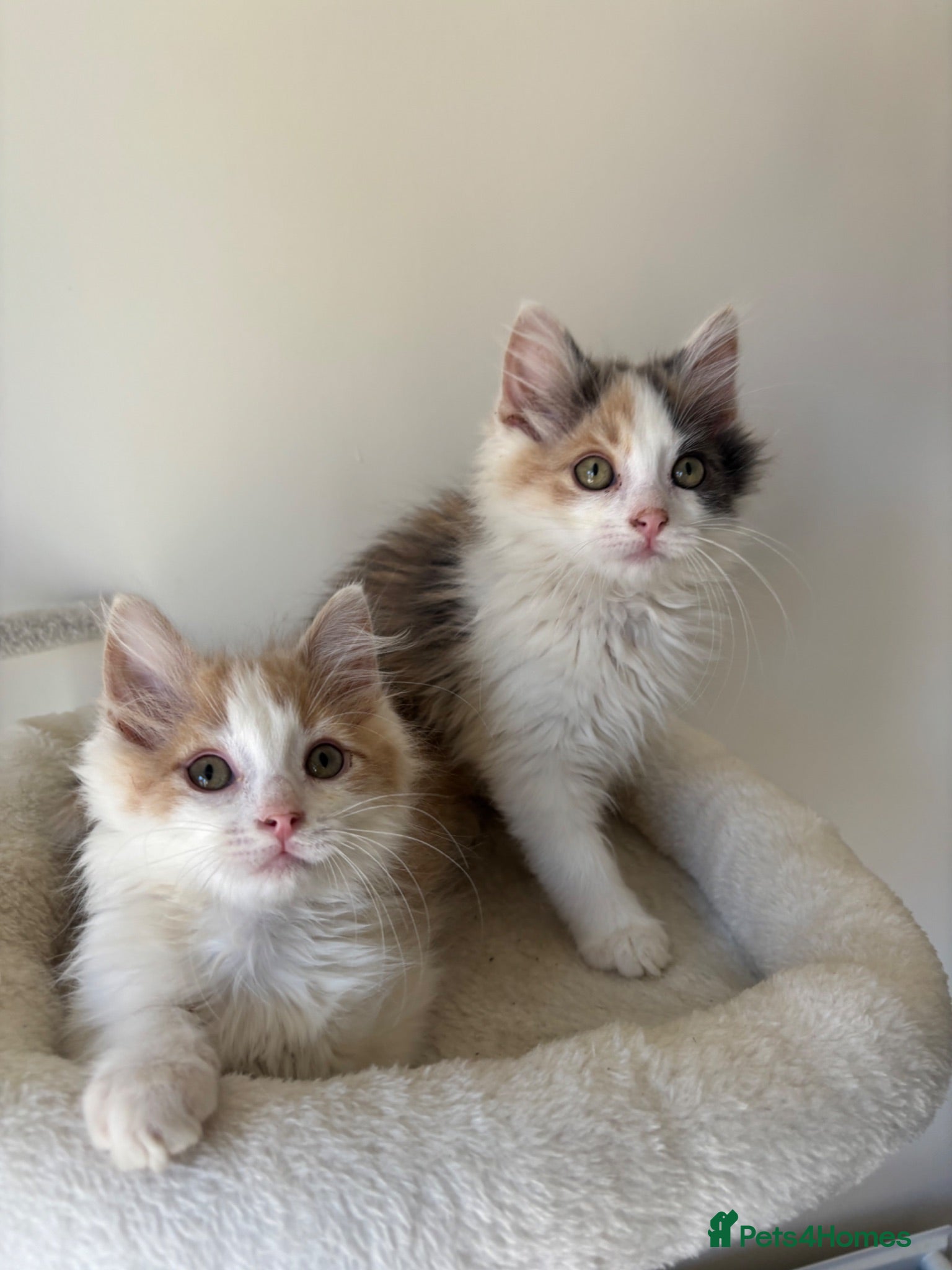 Mixed Breed cats 2 kittens male/female long hair dilute calico - Advert 1