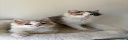 Mixed Breed cats for sale: 2 kittens male/female long hair dilute calico - Advert 1