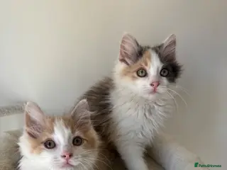 Mixed Breed cats 4 kittens male/female long hair dilute calico - Advert 4