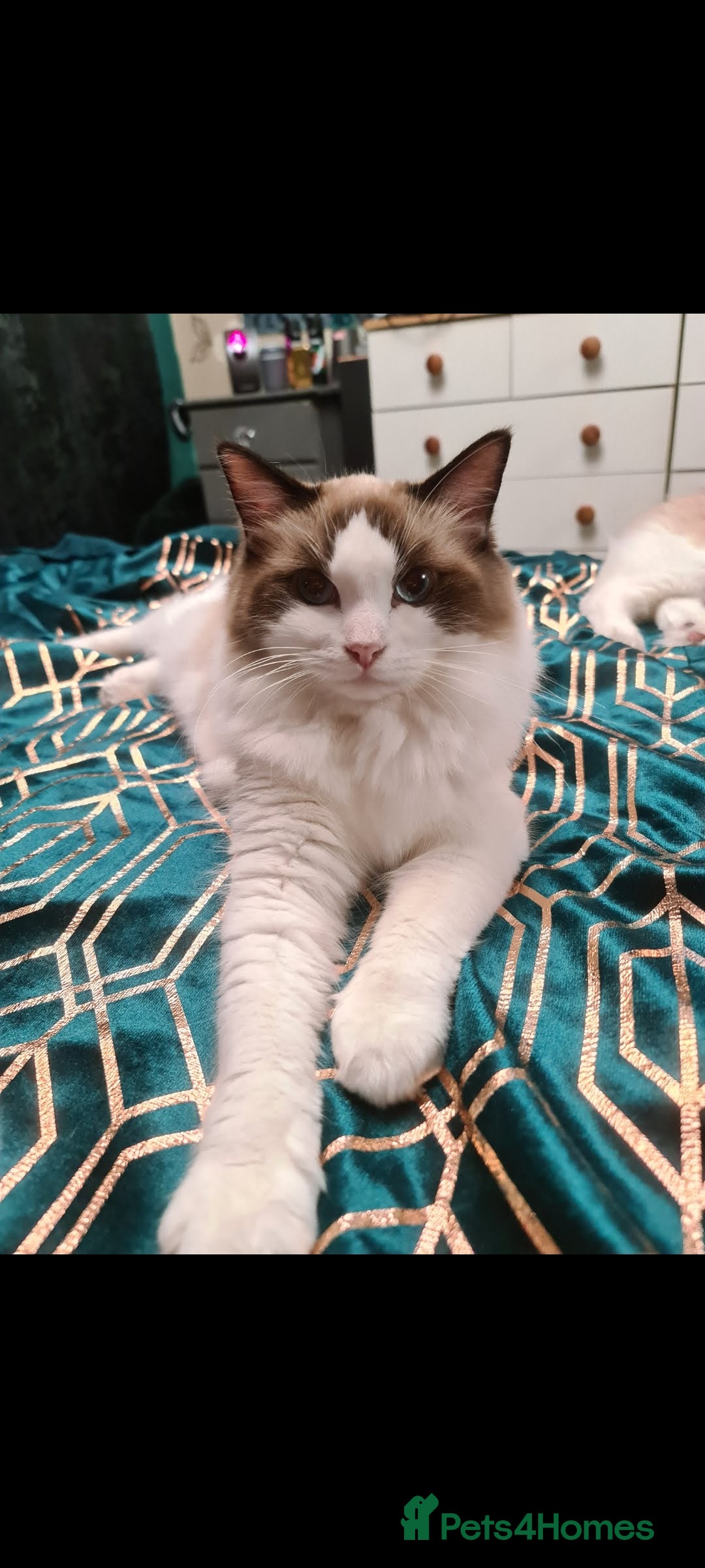 Ragdoll cats for sale: Ragdoll sisters 6 year old must stay together - Advert 4