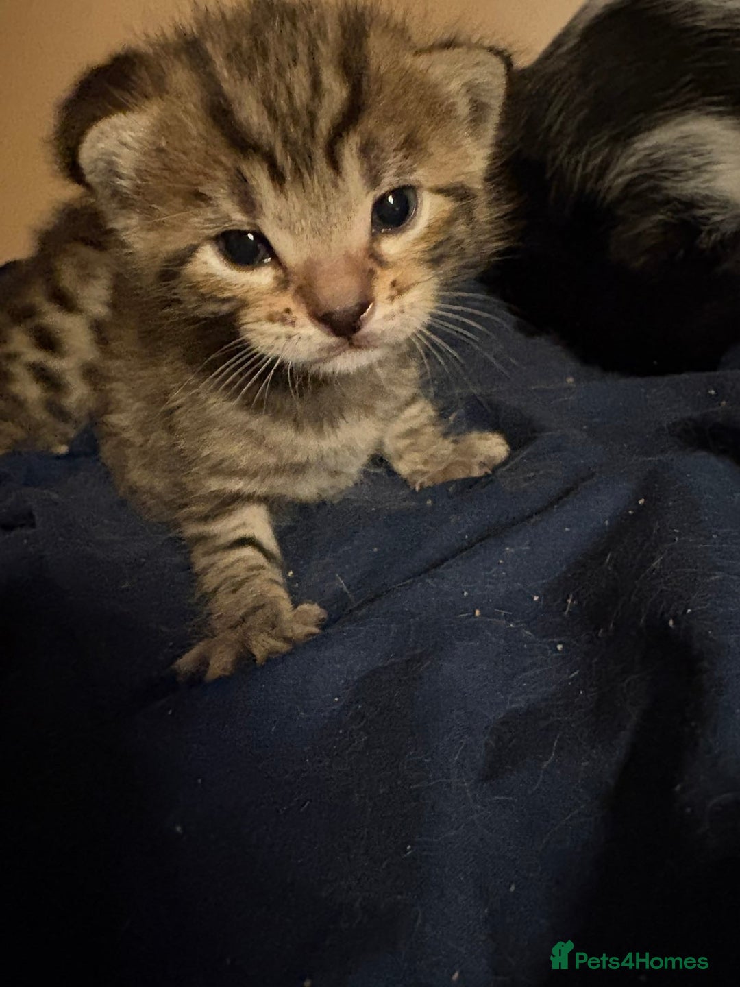 Bengal cats for sale: Beautiful Bengal Mix Kittens - Advert 12