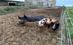 Pig livestock for sale: Large Black x Tamworth Sow - Advert 2