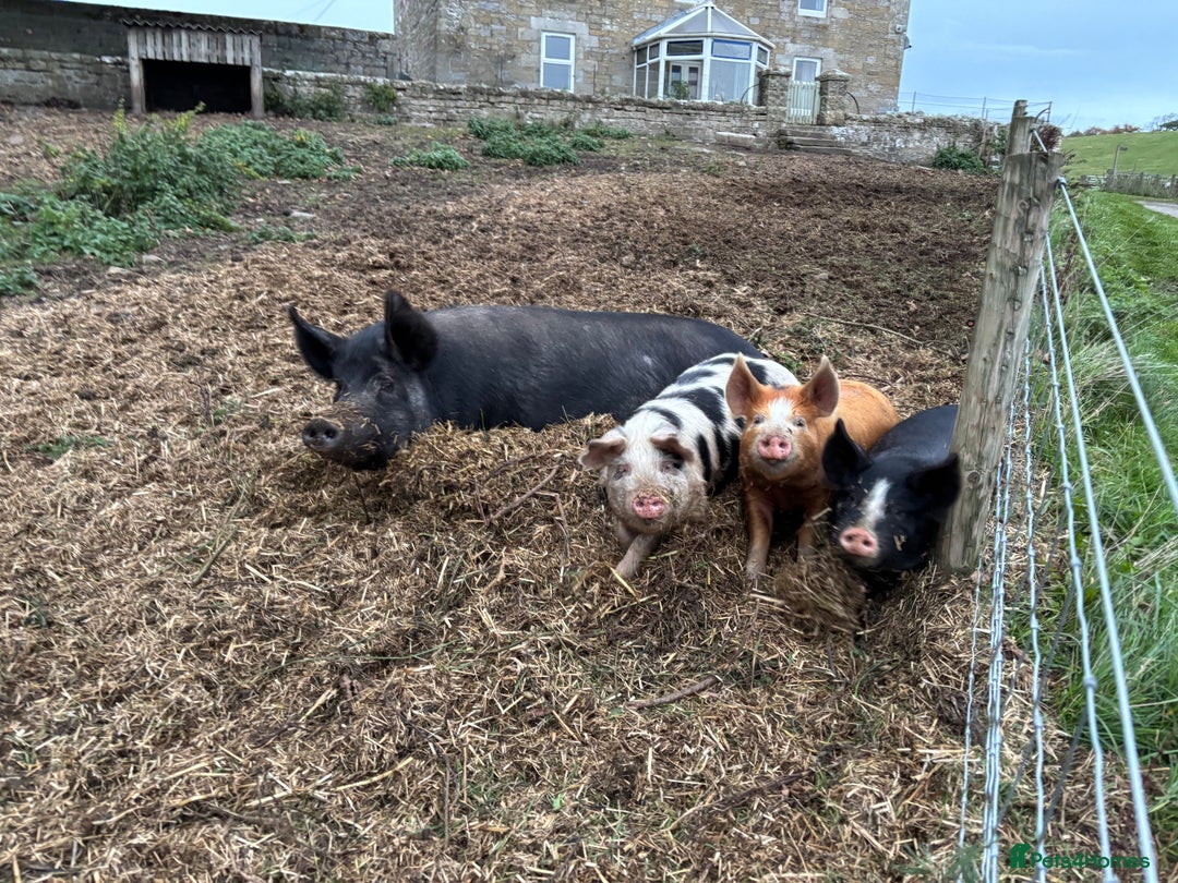 Pig livestock for sale: Large Black x Tamworth Sow - Advert 2