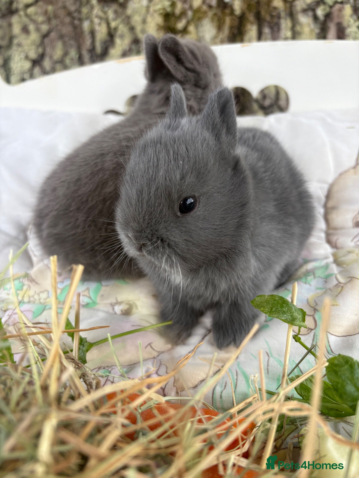 Netherland Dwarf rabbits Sweet blue Netherland Dwarf bunnies  - Advert 1
