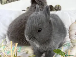 Netherland Dwarf rabbits Sweet blue Netherland Dwarf bunnies - Advert 1