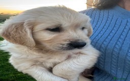 Golden Retriever dogs for sale: QUALITY GOLDEN RETREIVER PUPPIES - Image 1