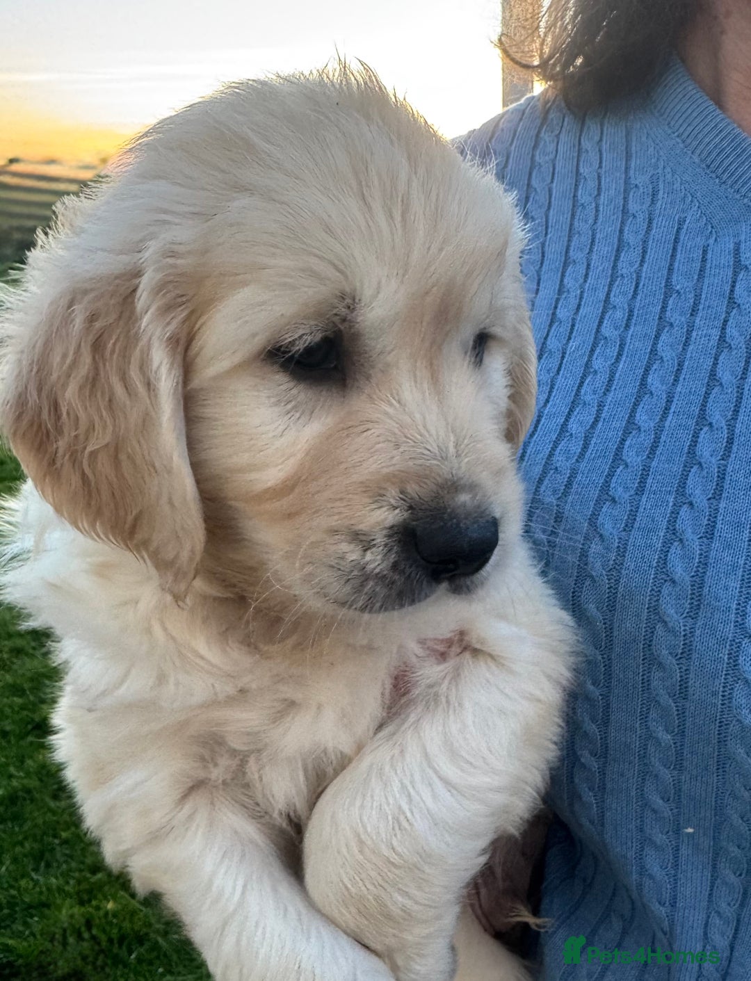Golden Retriever dogs for sale: QUALITY GOLDEN RETREIVER PUPPIES - Image 1